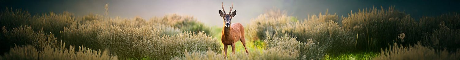 Produkter > Jakt > Åtel & Lockjakt