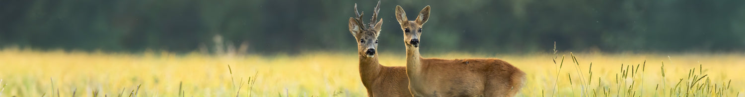 Varumärken > Trampet