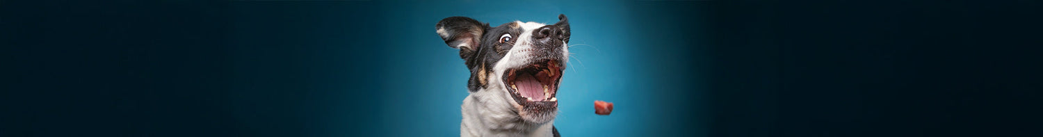 Produkter > Hund > Mat, Godis & Kosttillskott