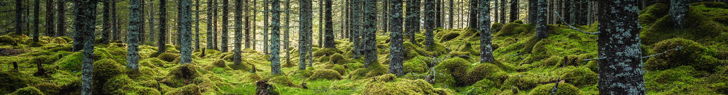 Varumärken > King Competition