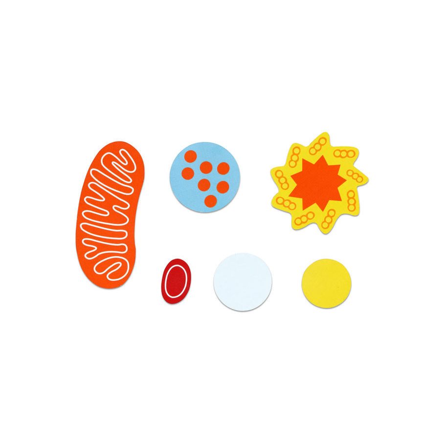 Djurcell - Magnetisk EN STL