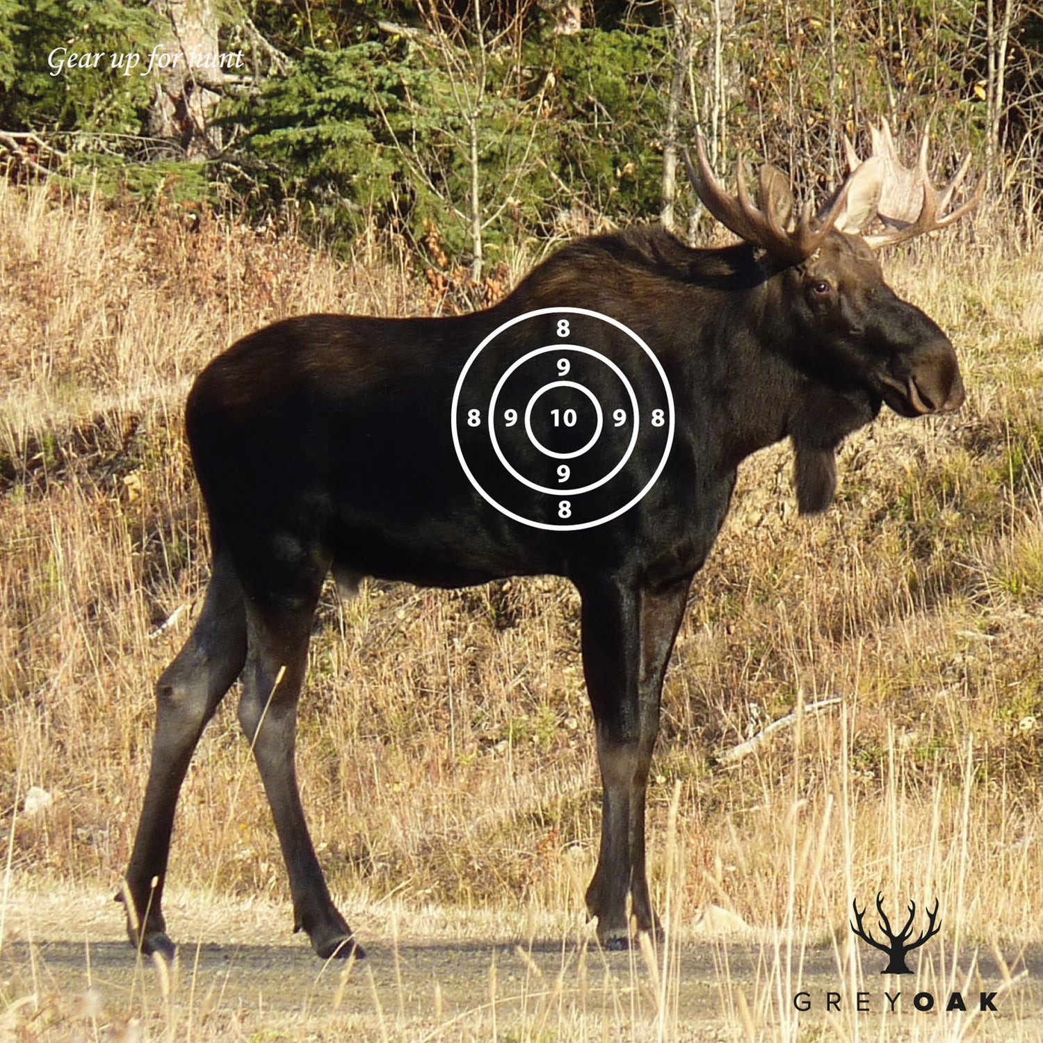 Måltavla för luftgevär/ Djurmotiv MULTICOLOR / 50-PACK