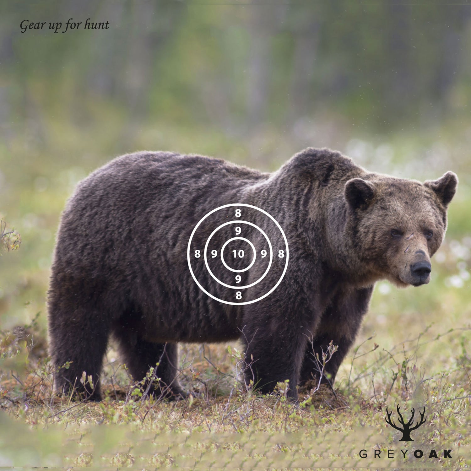 Måltavla för luftgevär/ Djurmotiv MULTICOLOR / 50-PACK