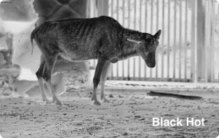 Ranger 640x512, 35 mm Värmekamera EN STL