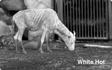 Ranger 640x512, 35 mm Värmekamera EN STL