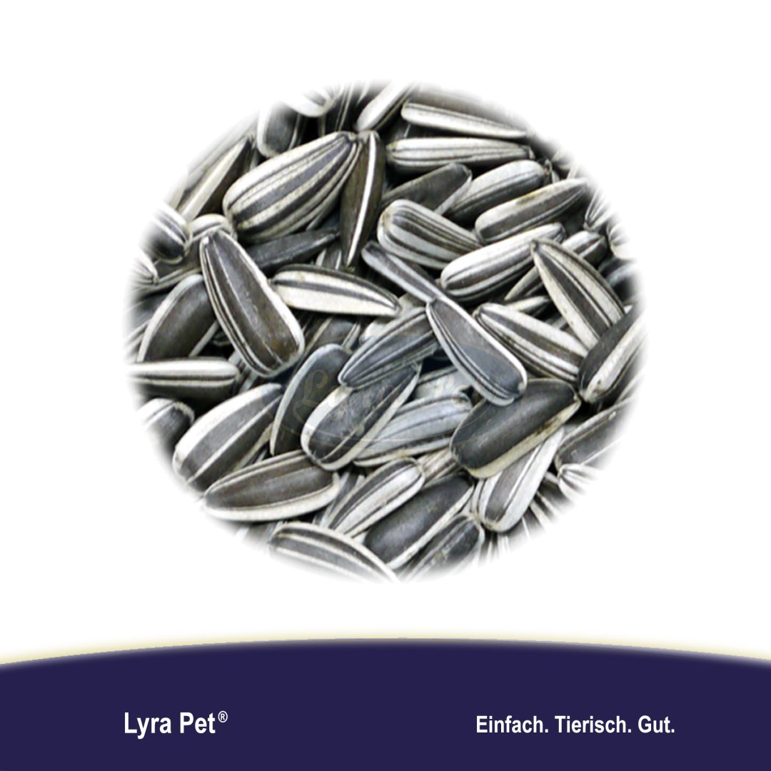 Strimmiga Solrosfrön 10 KG