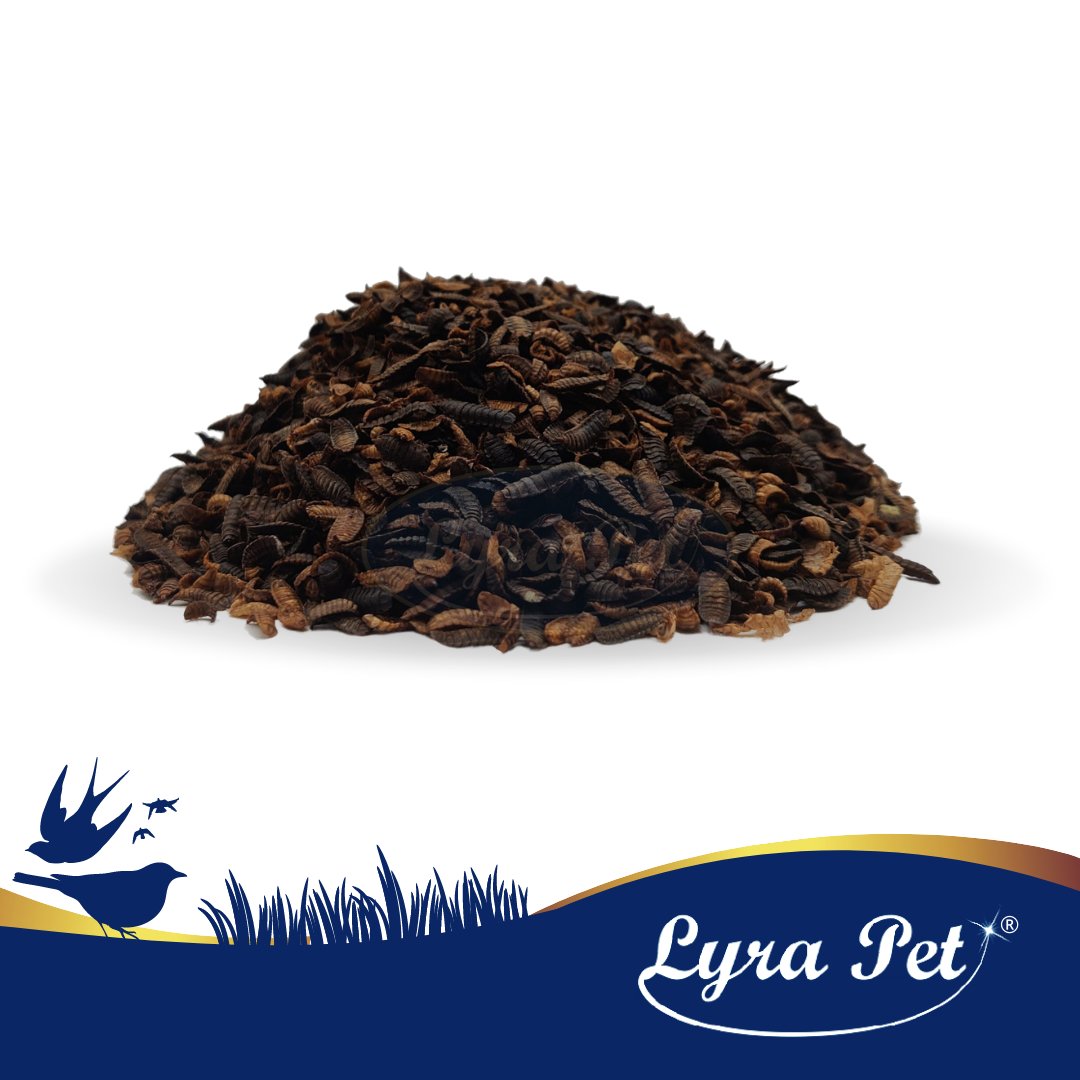 Soldatflugelarver 2,5 KG