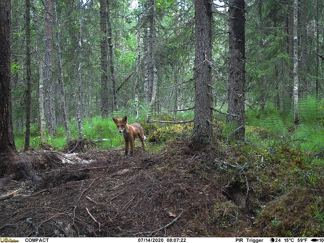 Åtelkamera Compact LTE inbyggt SIM-kort ONE SIZE