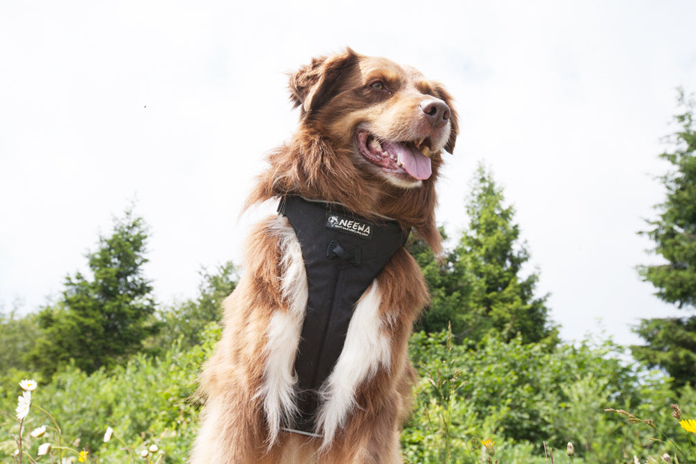 Multi Harness