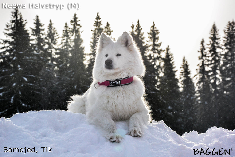 Halsband Halvstryp