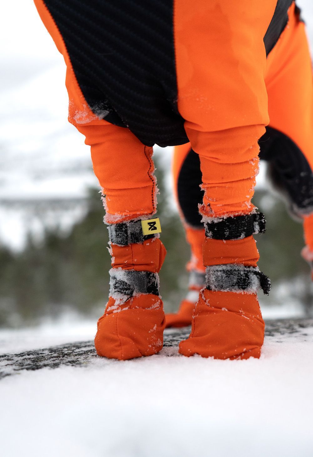 Hundsockar höga med dubbellåsning ORANGE / 2XL / 4-PACK