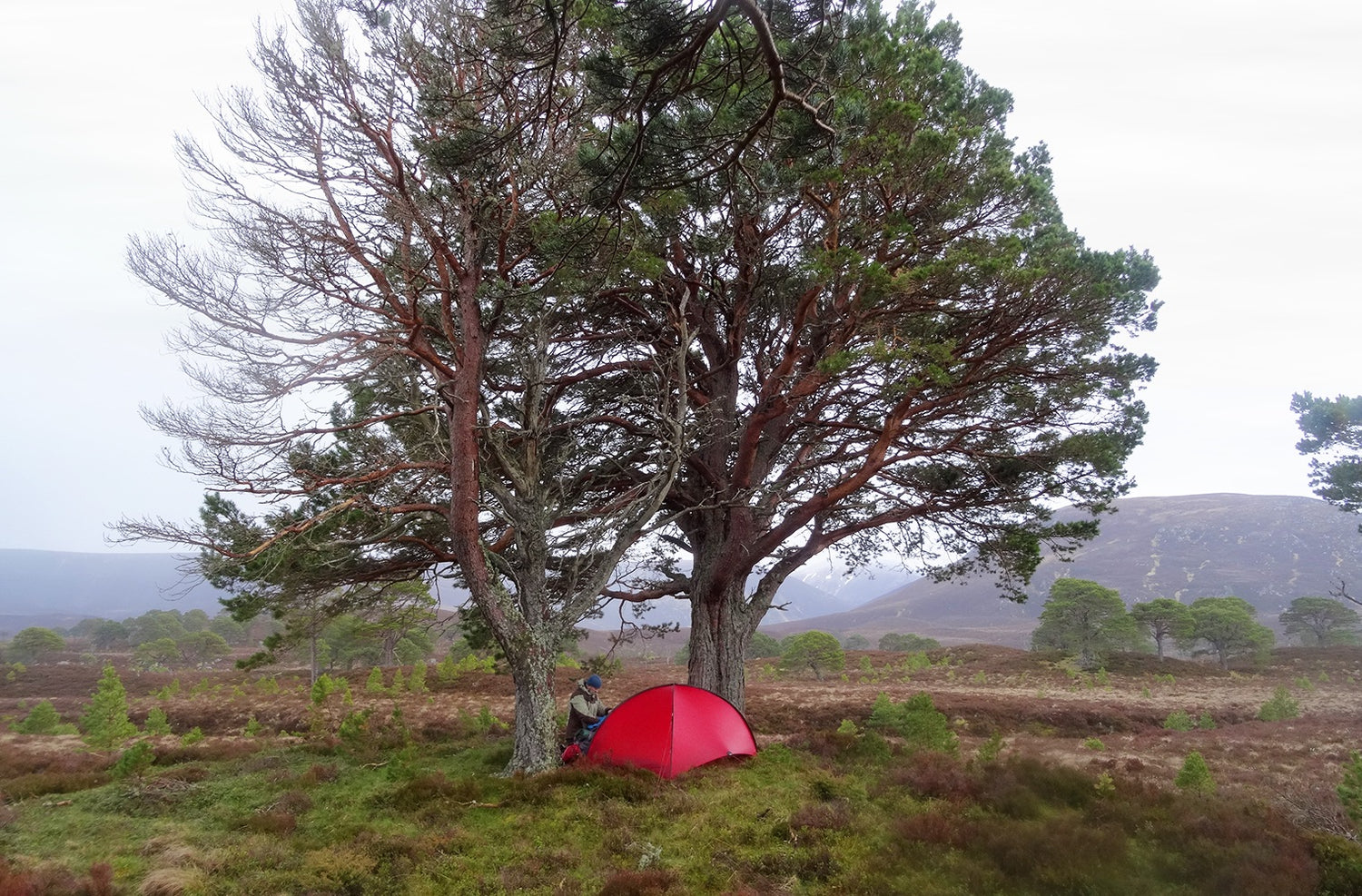 Niak 2 tält GREEN / EN STL