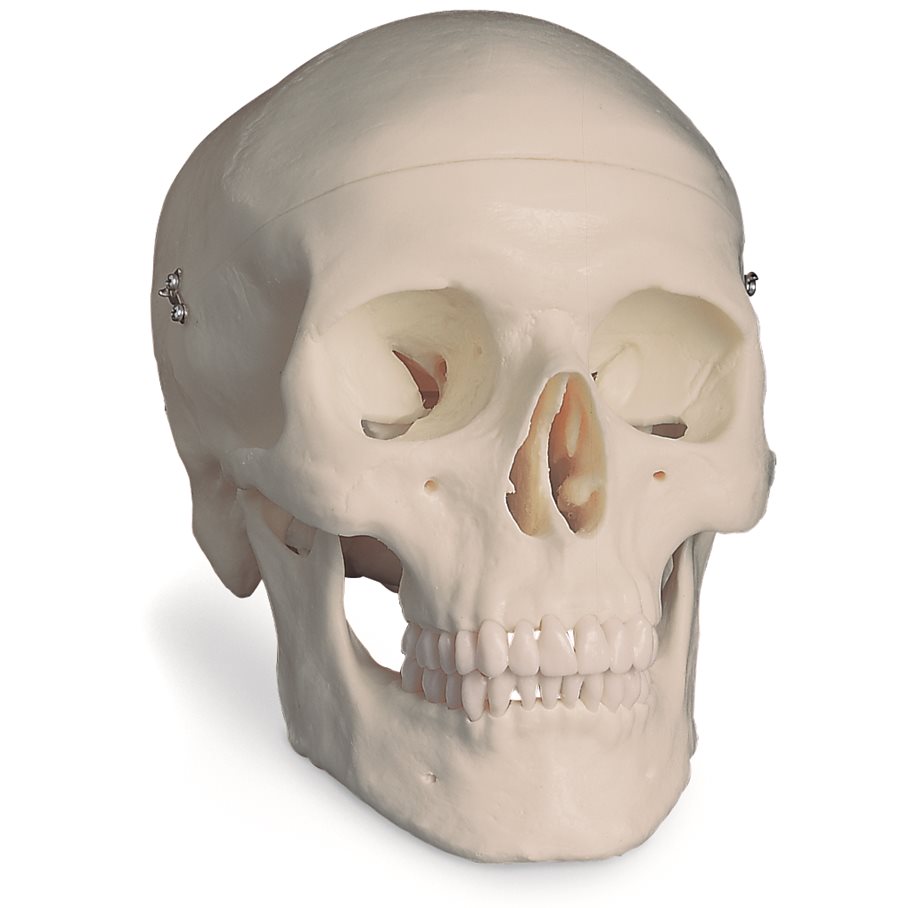 Kranium - Naturlig Storlek EN STL