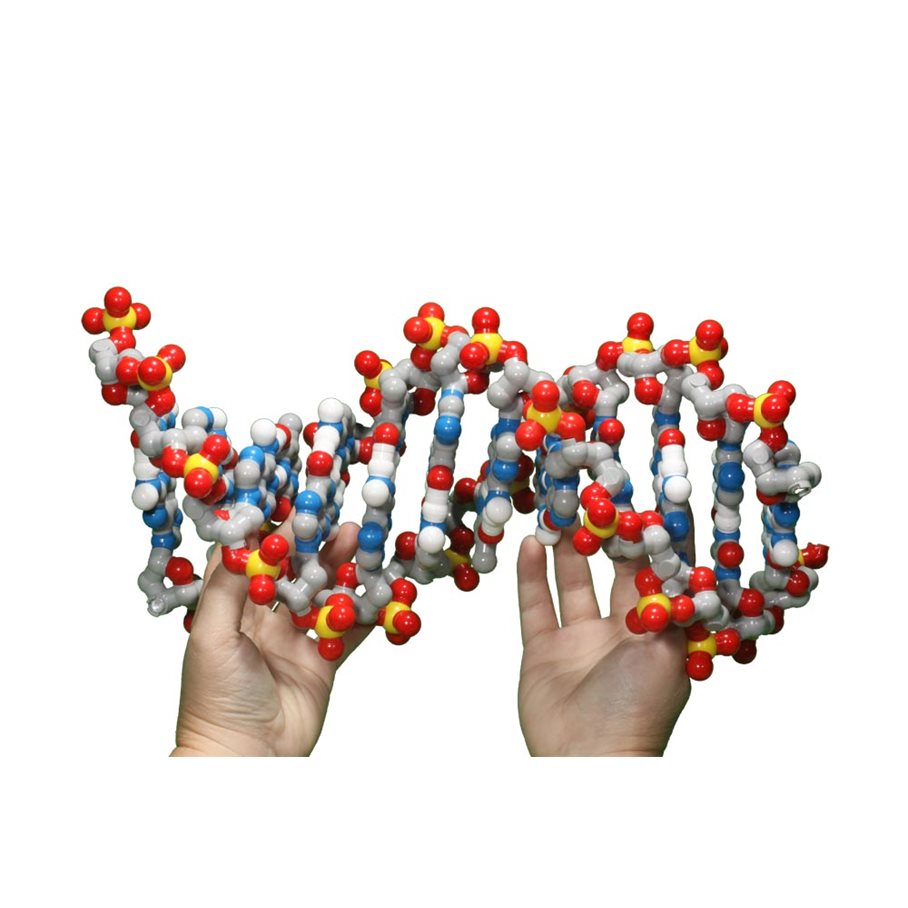 DNA Discovery Kit EN STL