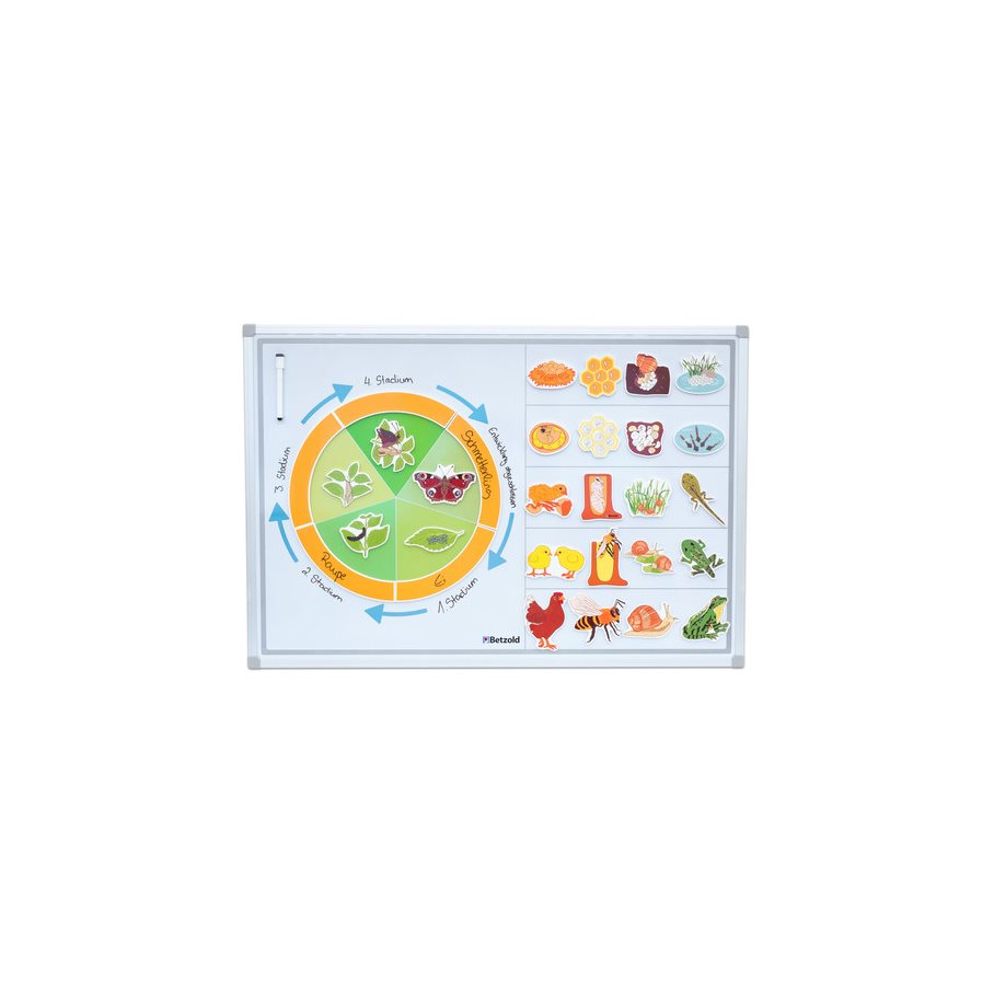 Livscykel Djur - Magnetisk EN STL