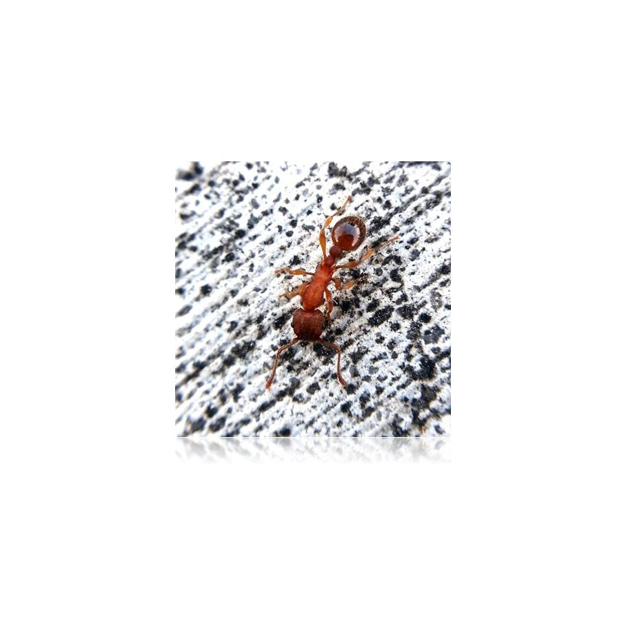 130 Grader Vidvinkel + makro Till Mobilkamera EN STL