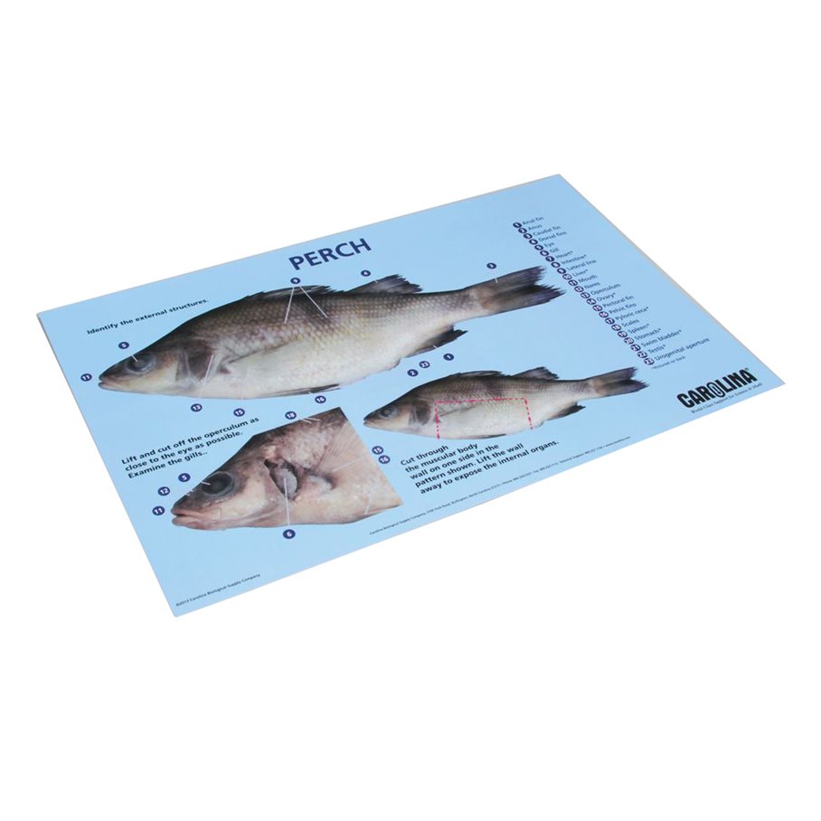 Dissektionsmatta - Abborre EN STL