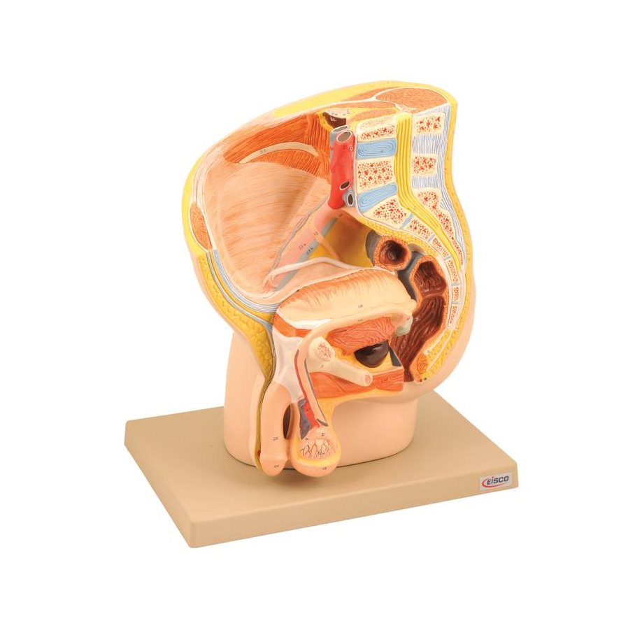 Manligt bäcken EN STL