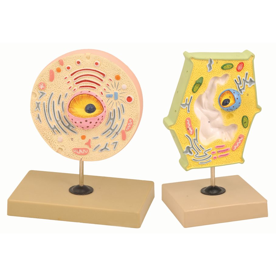 Växt- och djurcell - jämförelse EN STL