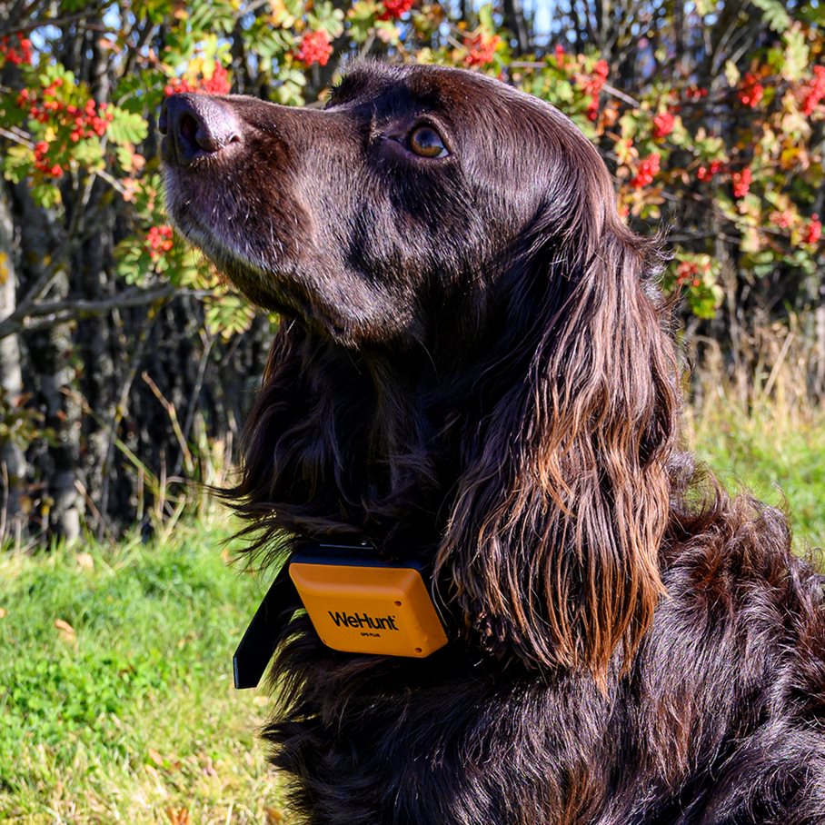 GPS Plus Hundpejl EN STL