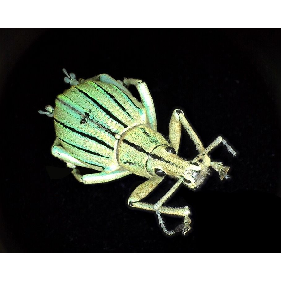 Edge, FLC, 1-70x, Extra Långt Fokus EN STL