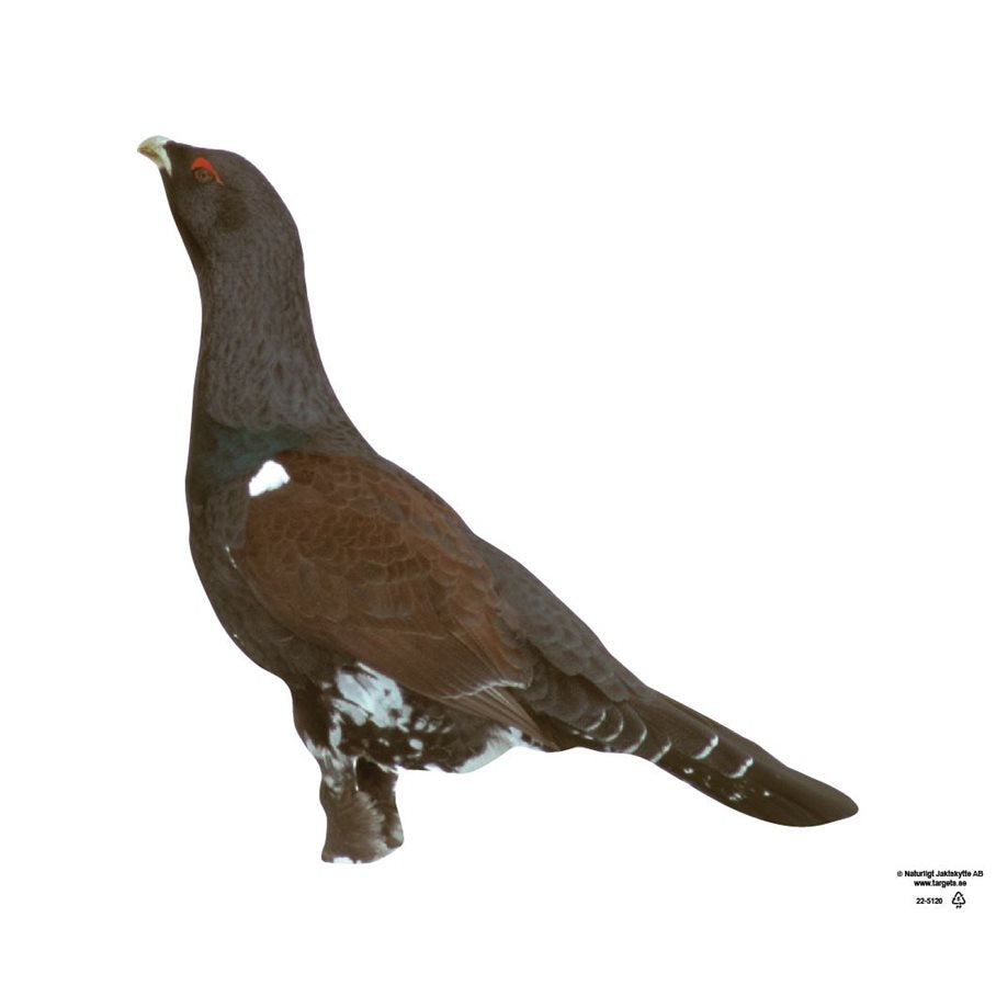 Tjädertupp Naturlig Storlek EN STL