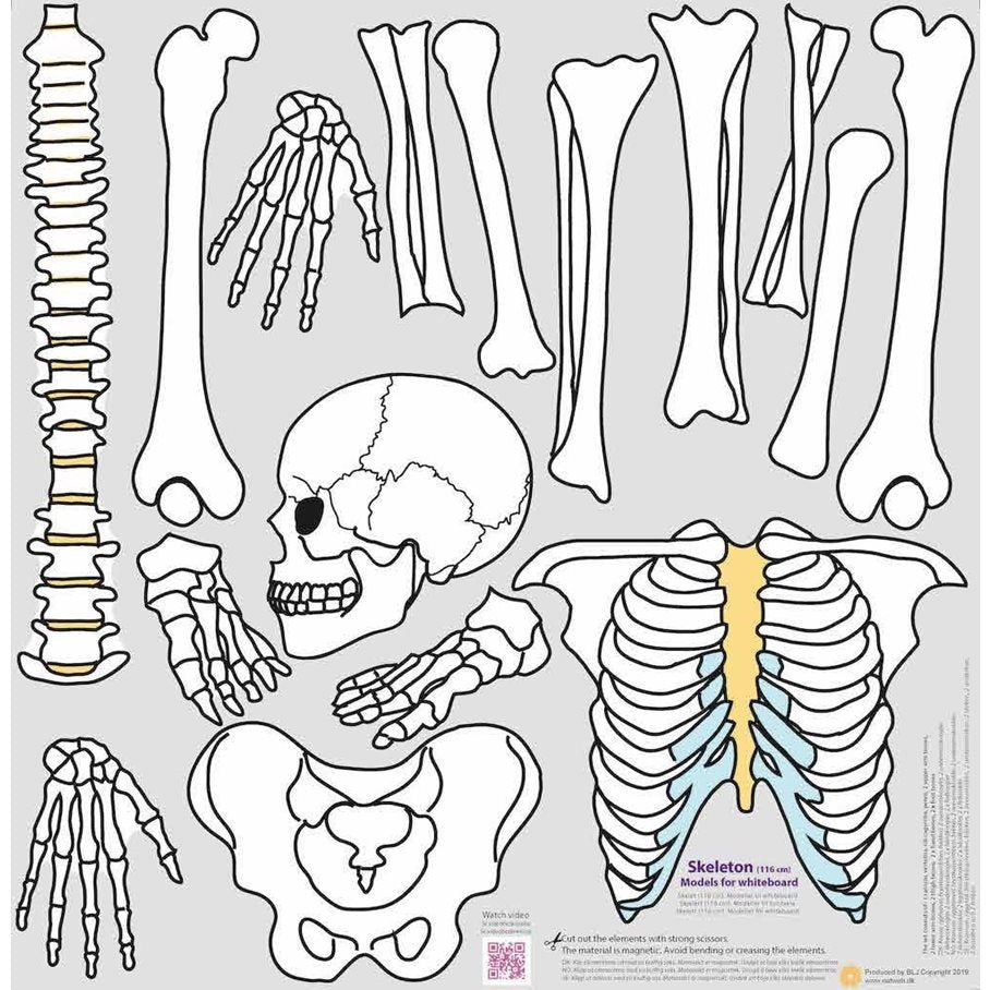 Skelett - Magnetiska modeller EN STL