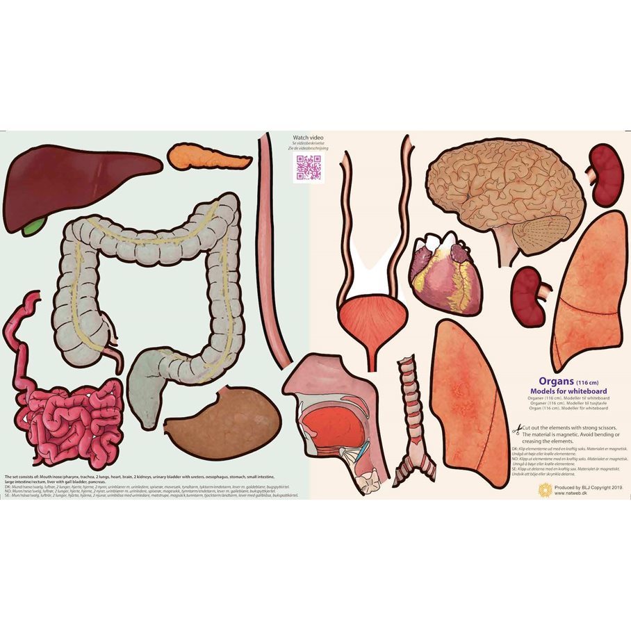 Organ - Magnetiska modeller EN STL