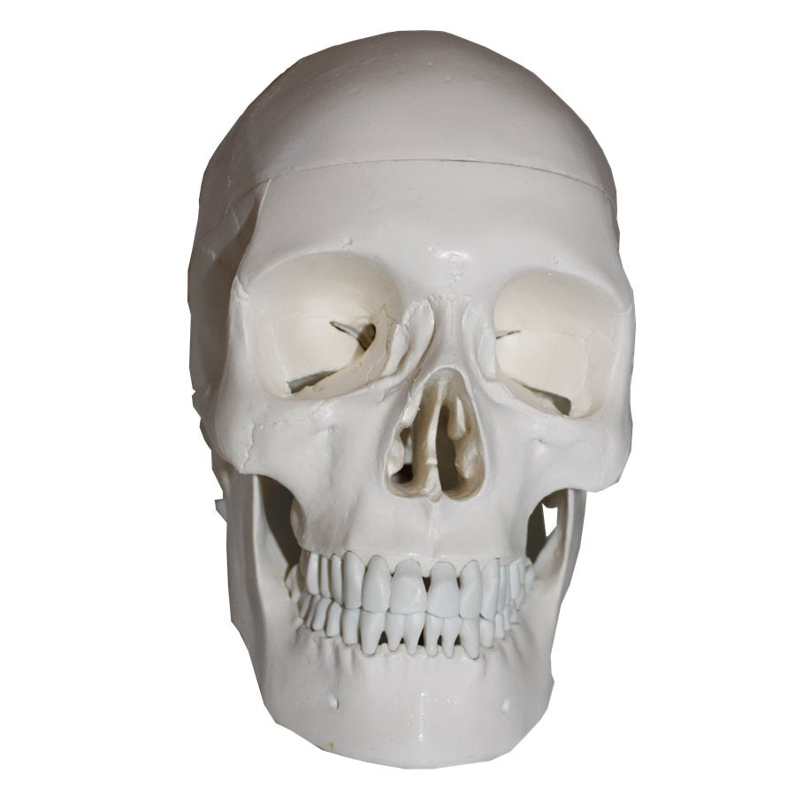Kranium - Naturlig Storlek EN STL