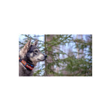 Artemis Easy GPS inkl SIM 1 år EN STL