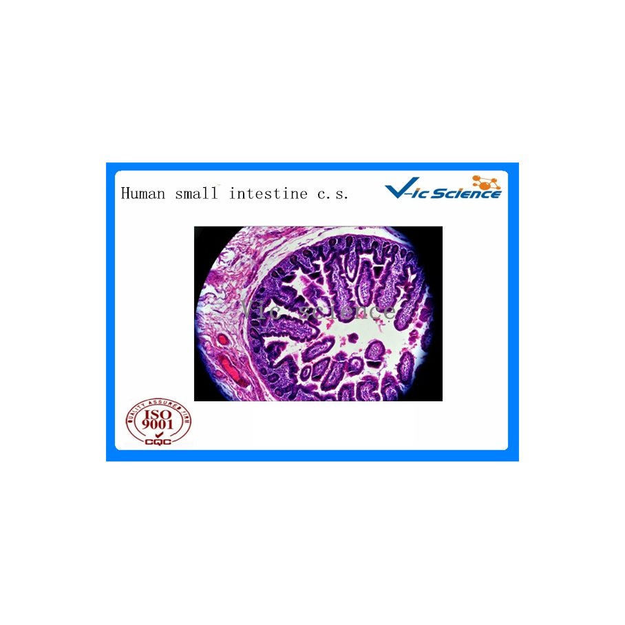 Preparat, histologi, 100 st. - för mikroskop EN STL