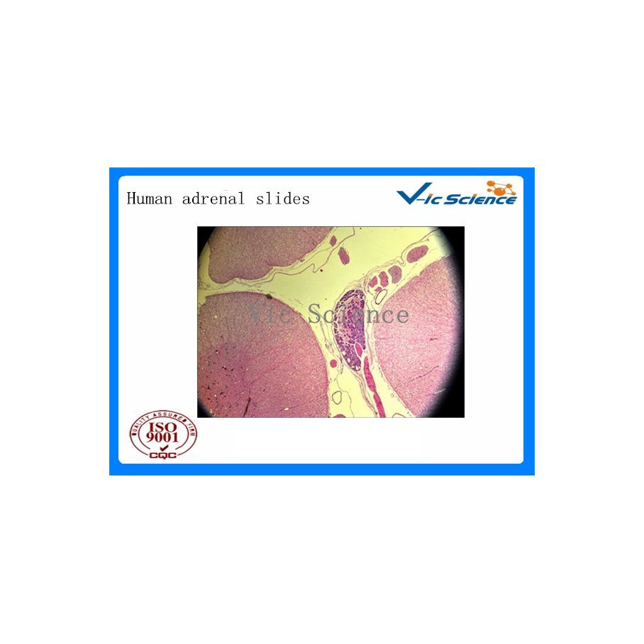 Preparat, histologi, 100 st. - för mikroskop EN STL