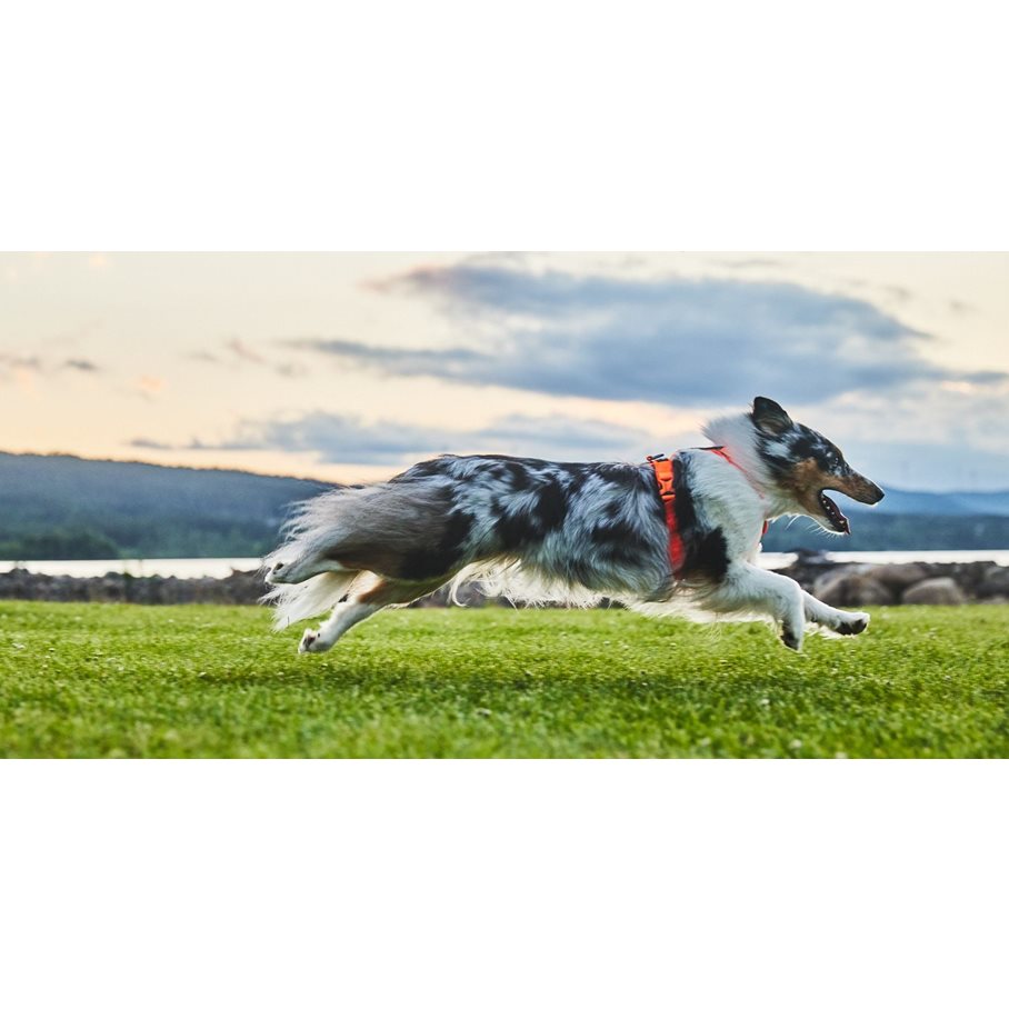 Line 5.0 Sele till Hund ORANGE / STL 0