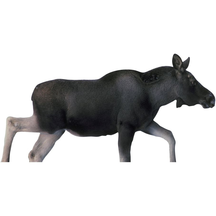 Älgkalv, ej ringad HÖGER