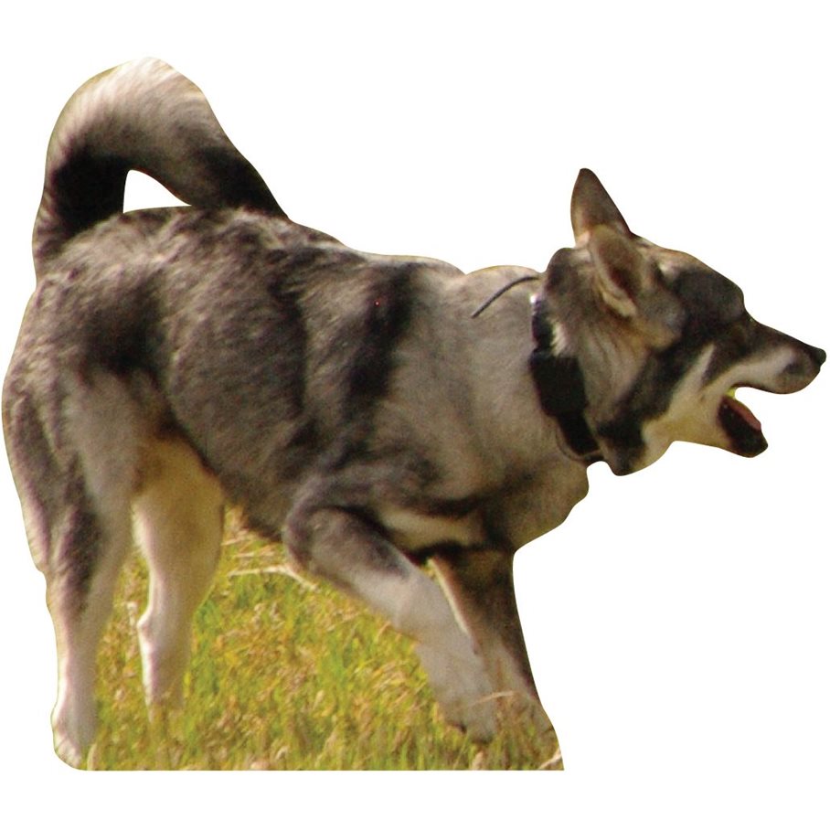 Hund skjutmål löpande HÖGER