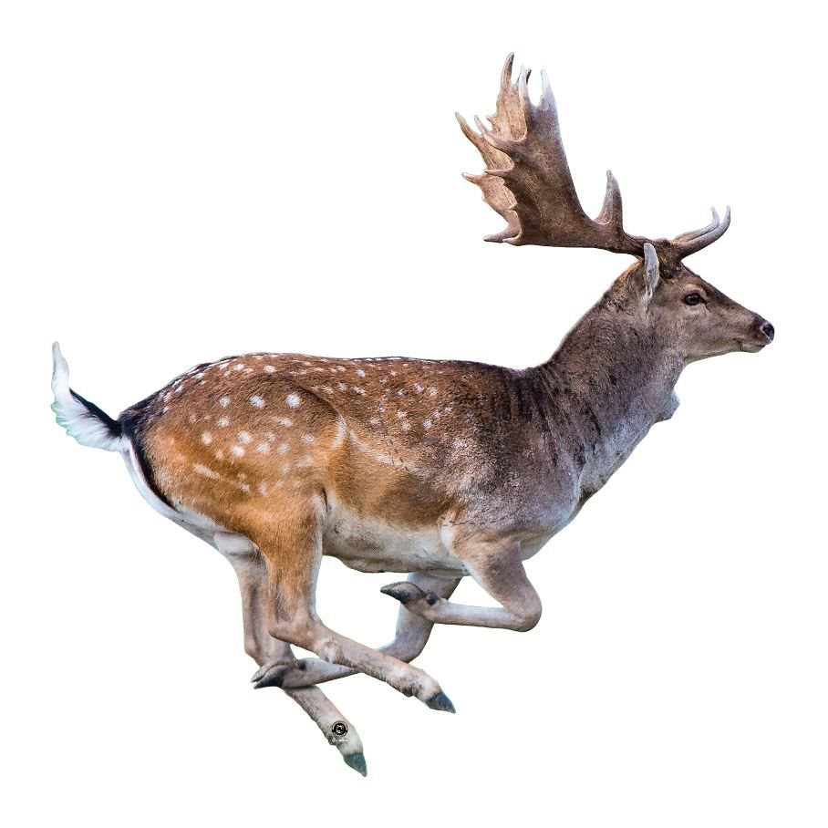 Dovhjort, ej ringad 3,5 mm kanalplast HÖGER