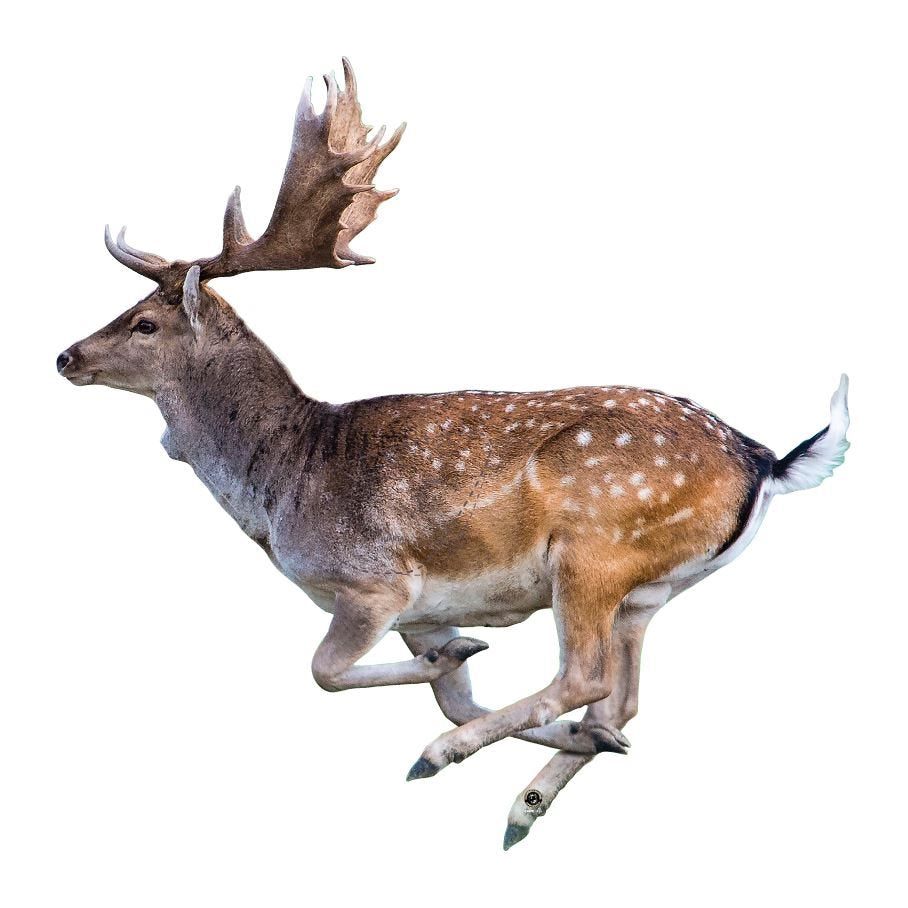 Dovhjort, ej ringad 3,5 mm kanalplast VÄNSTER