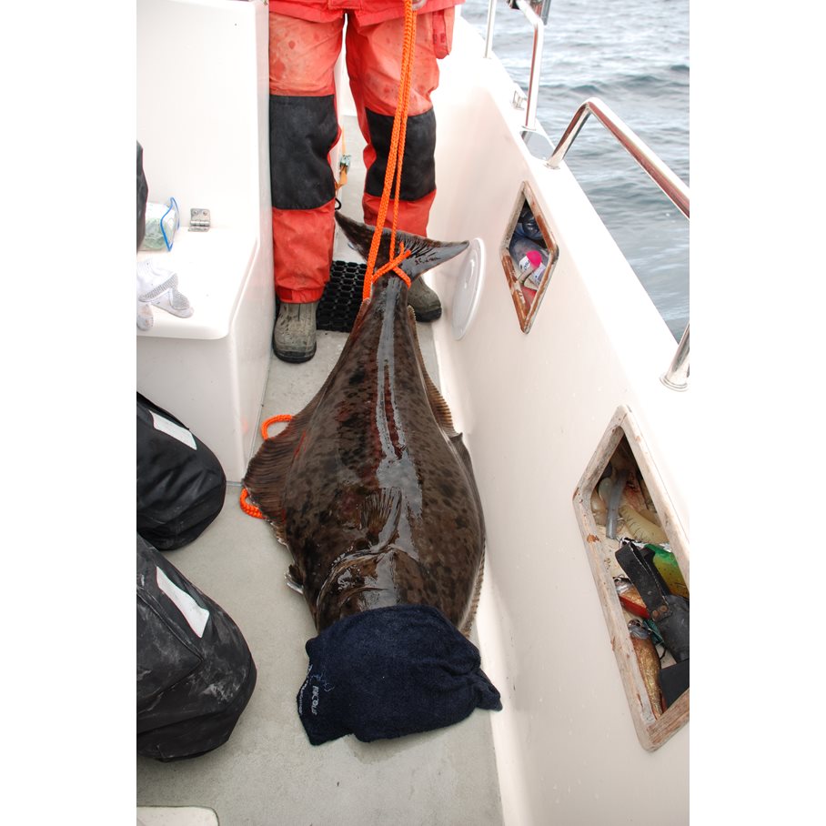 Catch & Release vid upptagning av fisk nr 12 ORANGE / 3 M