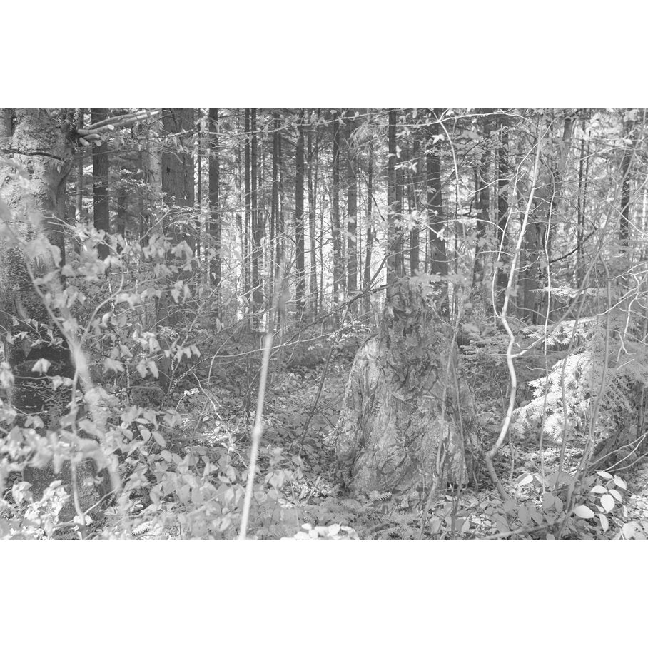 Ghost-Hoodie CONCAMO BRUN / EN STL