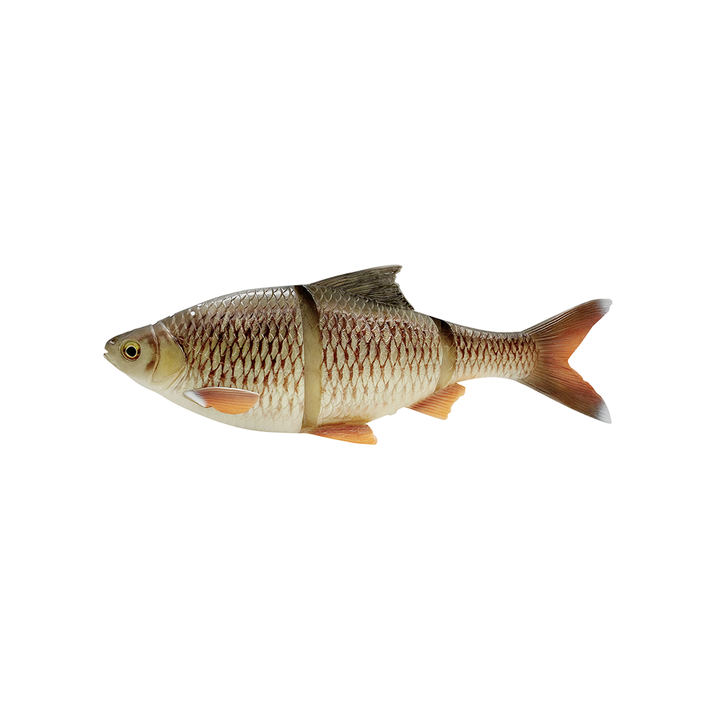 Line Thru Roach 25cm SS BREAM / 25 CM