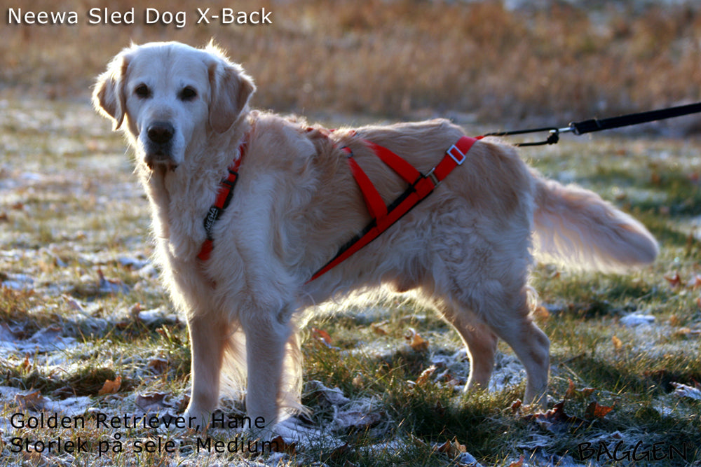 Sled Dog X-Back