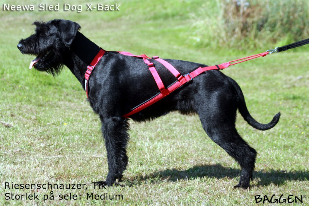Sled Dog X-Back