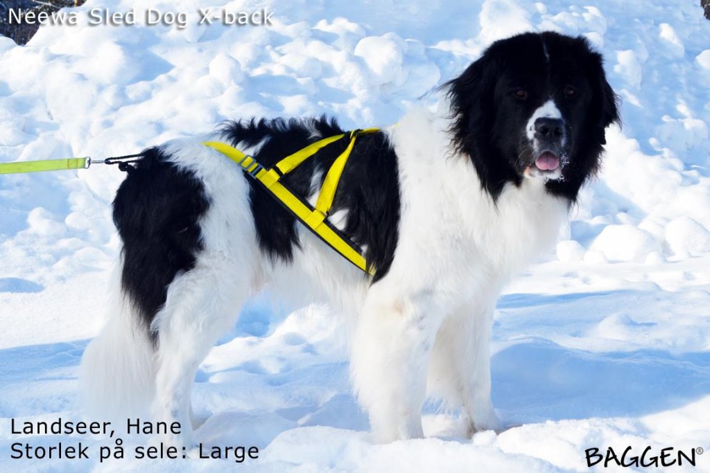 Sled Dog X-Back
