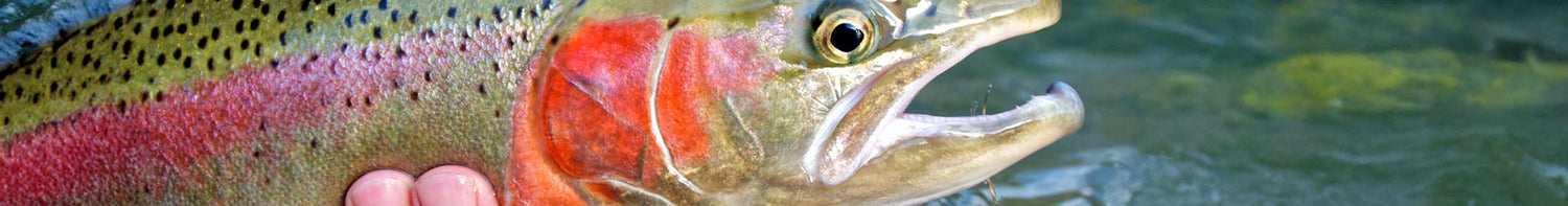 Varumärken > Flyco