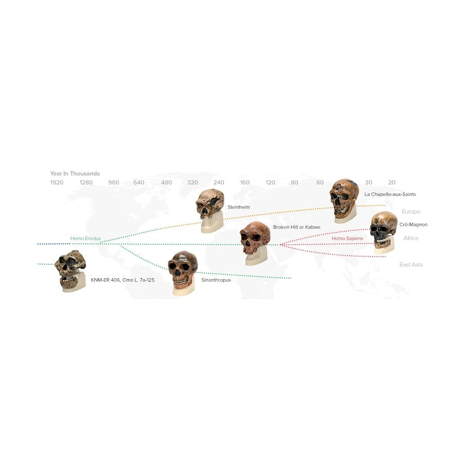 Homo Neanderthalensis - Kraniumkopia EN STL