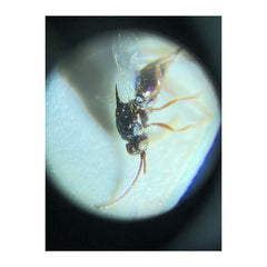 MicroMini Mobilkameramikroskop 20x EN STL