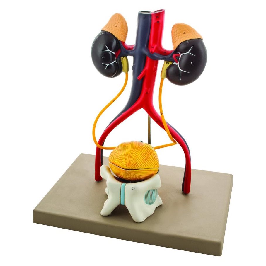 Urinsystemet EN STL