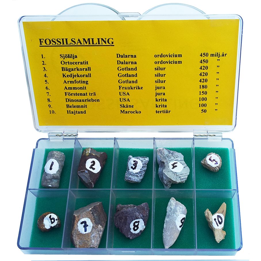 Fossilsamling - 10 st EN STL