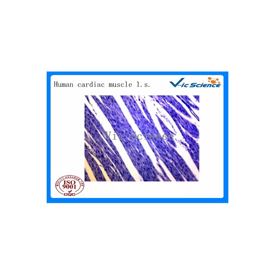 Preparat, histologi, 100 st. - för mikroskop EN STL