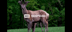 DNT Zulus HD 5-20x 1 ST